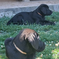 Image pour l'annonce LABRADOR NOIR