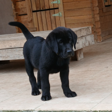 Image pour l'annonce LABRADOR NOIR