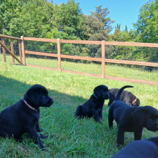 Image pour l'annonce LABRADOR NOIR
