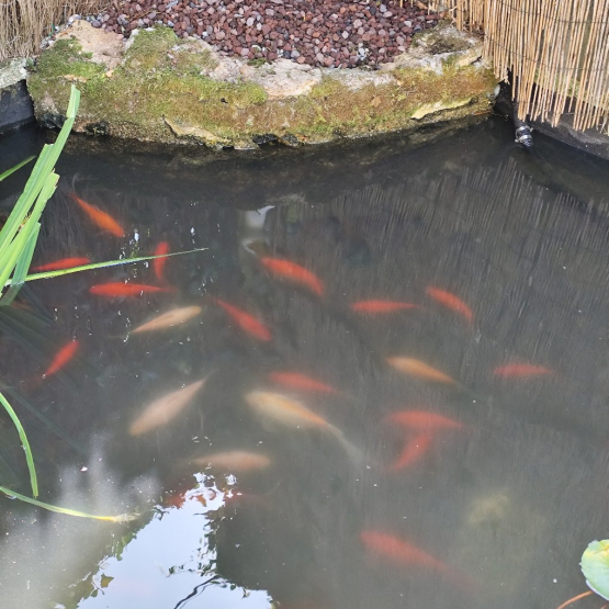 Image pour l'annonce Donne poissons rouges