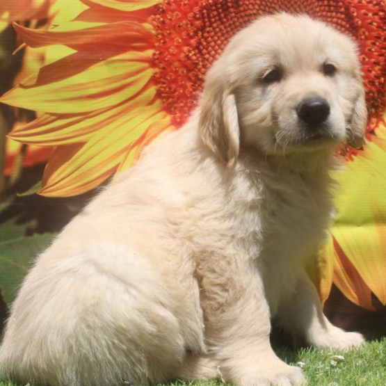 Image pour l'annonce Chiots Golden Retriever LOF