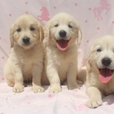 Image pour l'annonce Chiots Golden Retriever LOF