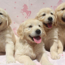 Image pour l'annonce Chiots Golden Retriever LOF