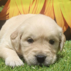 Image pour l'annonce Chiots Golden Retriever LOF