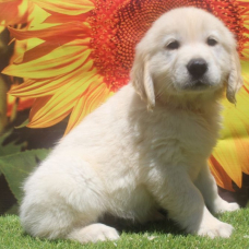 Image pour l'annonce Chiots Golden Retriever LOF