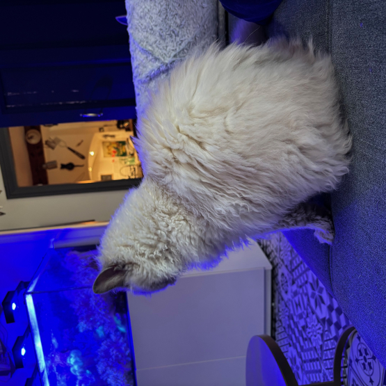 Image pour l'annonce MAGNIFIQUE SELKIRK REX POUR SAILLIE