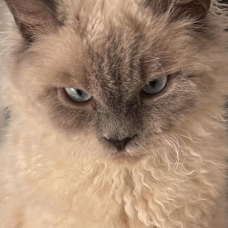 Image pour l'annonce MAGNIFIQUE SELKIRK REX POUR SAILLIE