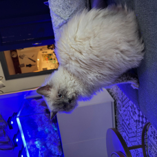 Image pour l'annonce MAGNIFIQUE SELKIRK REX POUR SAILLIE