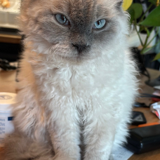 Image pour l'annonce MAGNIFIQUE SELKIRK REX POUR SAILLIE
