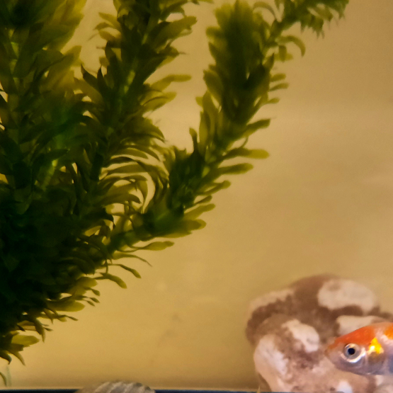 Image pour l'annonce Donne poisson Shubunkin