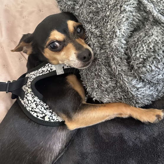 Image pour l'annonce Paco chihuahua de 6 ans