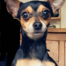 Image pour l'annonce Paco chihuahua de 6 ans