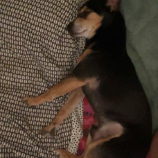 Image pour l'annonce Paco chihuahua de 6 ans