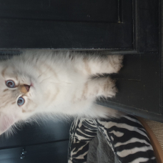 Image pour l'annonce Chaton Sibérien à vendre
