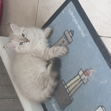 Image pour l'annonce Chaton Sibérien à vendre