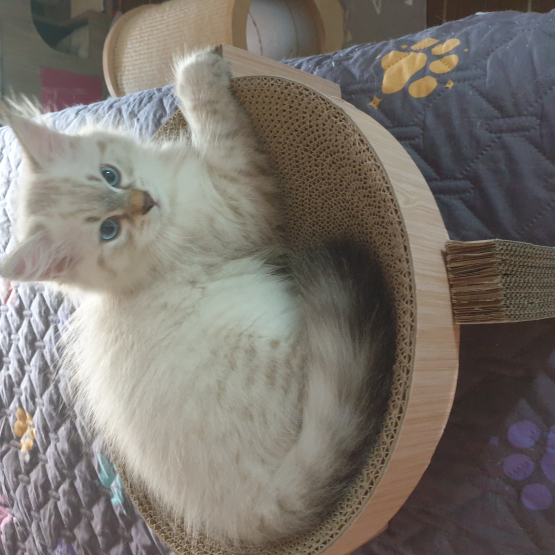 Image pour l'annonce Chaton Sibérien à vendre