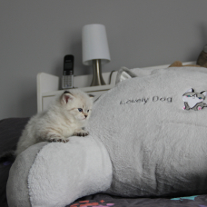 Image pour l'annonce Chaton Sibérien à vendre