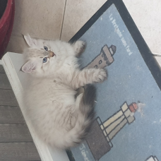 Image pour l'annonce Chaton Sibérien à vendre