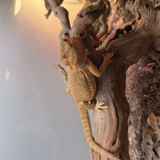 Image pour l'annonce Pogona vitticepts