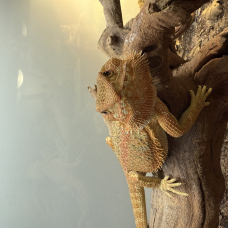 Image pour l'annonce Pogona vitticepts