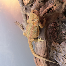 Image pour l'annonce Pogona vitticepts