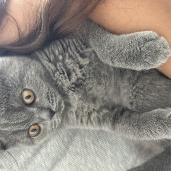 Image pour l'annonce Vends Chaton British