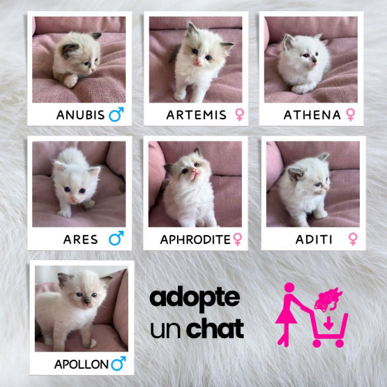 Image pour l'annonce Chatons ragdoll Loof - disponibles septembre