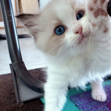 Image pour l'annonce Chatons ragdoll Loof - disponibles septembre