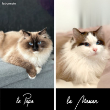 Image pour l'annonce Chatons ragdoll Loof - disponibles septembre