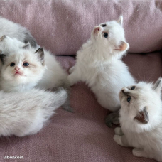 Image pour l'annonce Chatons ragdoll Loof - disponibles septembre