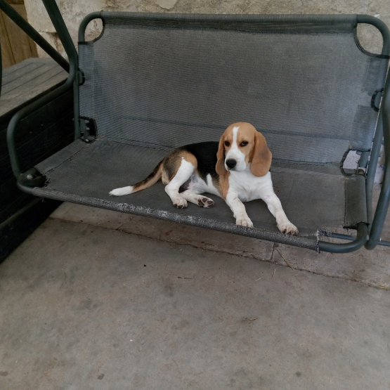Image pour l'annonce Vend chienne beagle lof