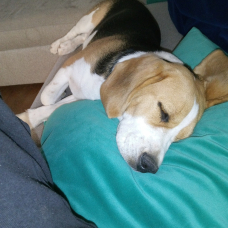 Image pour l'annonce Vend chienne beagle lof