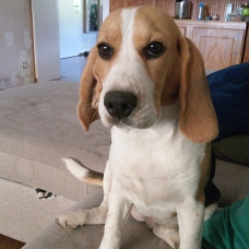 Image pour l'annonce Vend chienne beagle lof