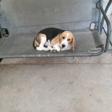Image pour l'annonce Vend chienne beagle lof