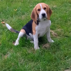 Image pour l'annonce Vend chienne beagle lof